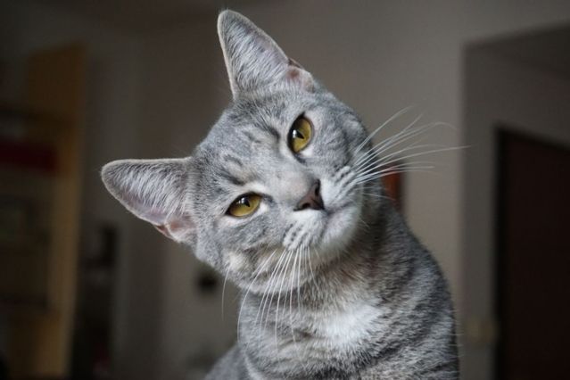 10 Tipps für eine gesunde Katzenseele